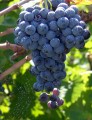 Балаклавский виноград