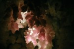 Кораллитовые цветы пещер